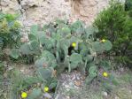 Opuntia orbiculata, Mineral Wells, TX, Ron Breer