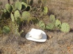 Opuntia orbiculata, Rising Star, TX