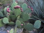 Opuntia orbiculata, late winter, garden plant from hills above Albuquerque, NM