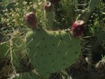 Opuntia orbiculata, late winter, garden plant from hills above Albuquerque, NM