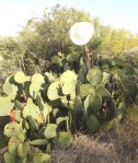 Opuntia orbiculata, Rising Star, TX