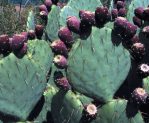 Opuntia orbiculata, fruit