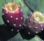 Opuntia orbiculata, fruit