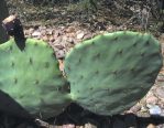 Opuntia orbiculata (dillei)