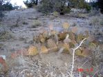 Opuntia orbiculata, 7,000 ft