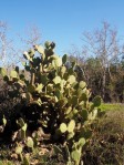 Opuntia oricola, Laura Camp