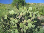 Opuntia oricola