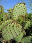 Opuntia oricola