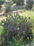 Opuntia oricola, old cladodes turning brown/gray