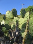 Opuntia oricola