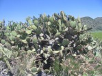 Opuntia oricola, very old plant, Camarillo, CA