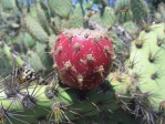 Opuntia oricola, fruit, Camarillo, CA