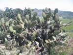 Opuntia oricola, in habitat, Camarillo, CA