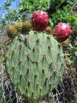 Opuntia oricola, with buds and fruit, Camarillo, CA