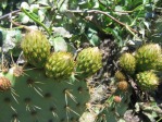 Opuntia oricola, with flower buds, Camarillo, CA