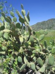 Opuntia oricola, in habitat, Camarillo, CA