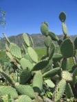 Opuntia oricola, in habitat, Camarillo, CA