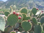 Opuntia oricola, fruit, Camarillo, CA