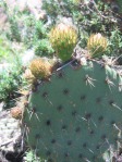 Opuntia oricola, flower bud, Camarillo, CA