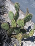 Opuntia oricola, vegetative growth, Camarillo, CA