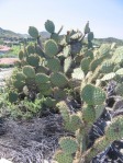 Opuntia oricola, in habitat, Camarillo, CA