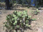 Opuntia oricola, Hwy 192, east of Santa Barbara, CA