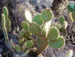 Opuntia oricola, Mexico, Mechanoid Dolly