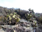 Opuntia oricola, Mexico, Mechanoid Dolly