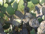 Opuntia oricola, San Pasqual Battlefield, Escodito, CA