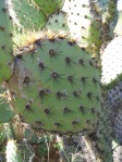 Opuntia oricola, San Pasqual Battlefield, Escodito, CA