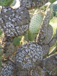 Opuntia oricola, San Pasqual Battlefield, Escodito, CA