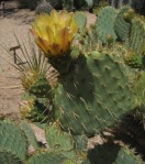 Opuntia oricola, flowers, Wallace Desert Gardens, AZ