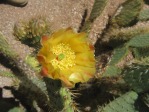 Opuntia oricola, flowers, Wallace Desert Gardens, AZ