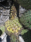 Opuntia oricola, Camarillo, CA