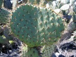 Opuntia oricola, Camarillo, CA