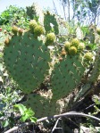 Opuntia oricola, Camarillo, CA