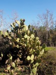 Opuntia oricola, Laura Camp