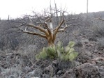 Opuntia oricola, Mexico, Amante Darmanin