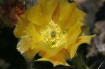 Opuntia phaeacantha, flower, garden cultivar