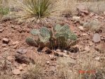 Opuntia phaeacantha, NM