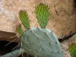 Opuntia phaeacantha, NM