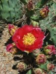 Opuntia phaeacantha, flowers, Chelsea CO