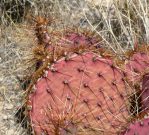 Opuntia phaeacantha, cold stress color