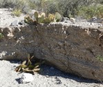 Opuntia phaeacantha, Placitas, NM