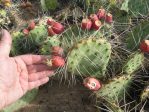 Opuntia phaeacantha, fruit