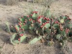 Opuntia phaeacantha, fruit, NM