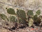 Opuntia phaeacantha, Lake Conchas, NM