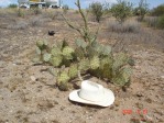 Opuntia phaeacantha, Wickenburg, AZ