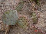 Opuntia phaeacantha