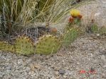 Opuntia phaeacantha